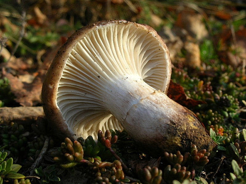 Un fungo che mi ha incuriosito (Gomphidius glutinosus)